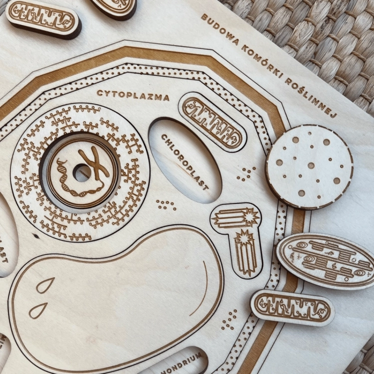 Drewniane puzzle edukacyjne z elementami budowy komórki roślinnej