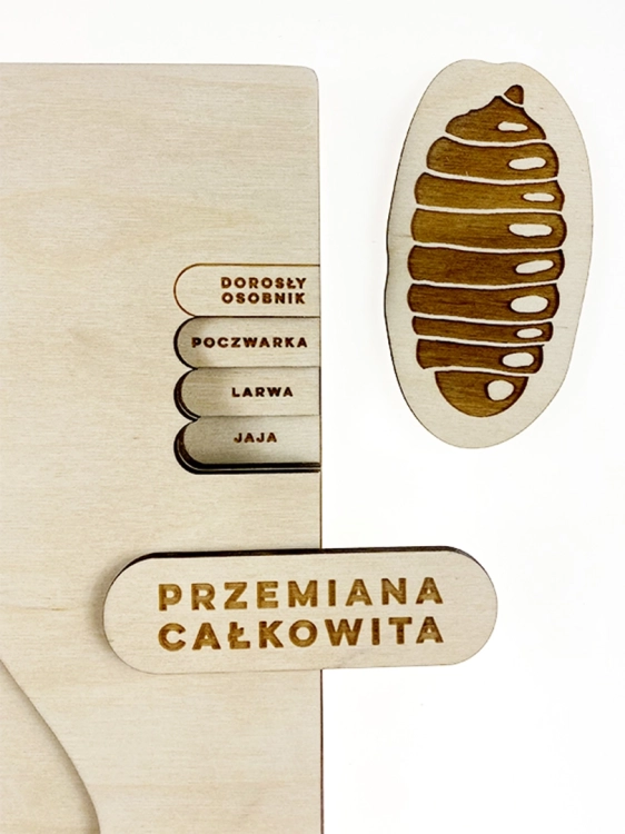 ilustracja muchy domowej z etapami rozwoju na drewnianej planszy – Sounds Wood