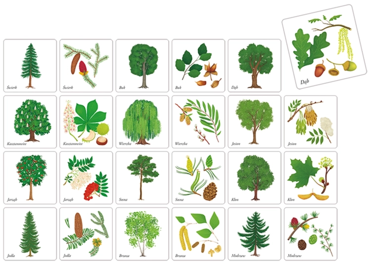 karty memory z ilustracjami drzew z gry edukacyjnej Drzewa Polski Adamigo