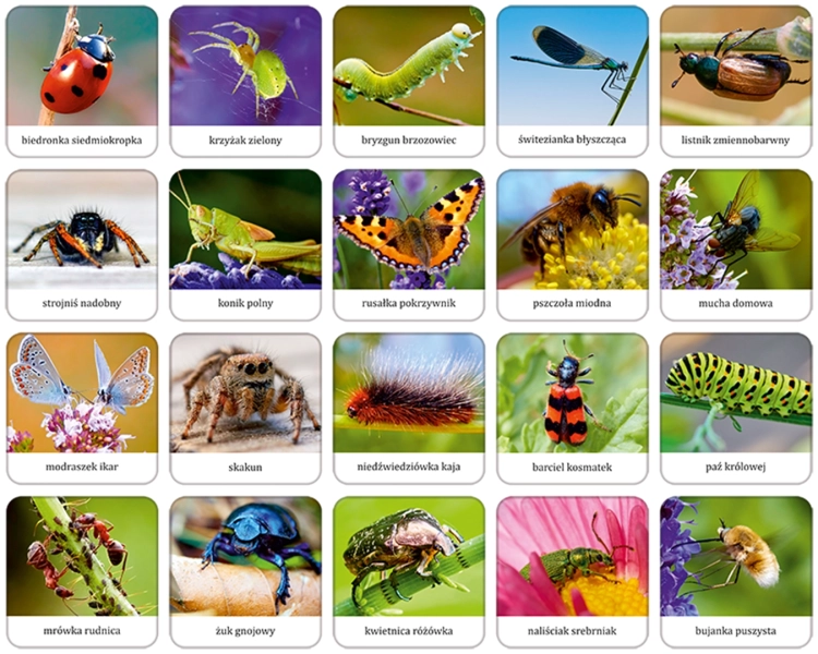 Karty edukacyjne z realistycznymi ilustracjami owadów i pająków Polski od Adamigo.