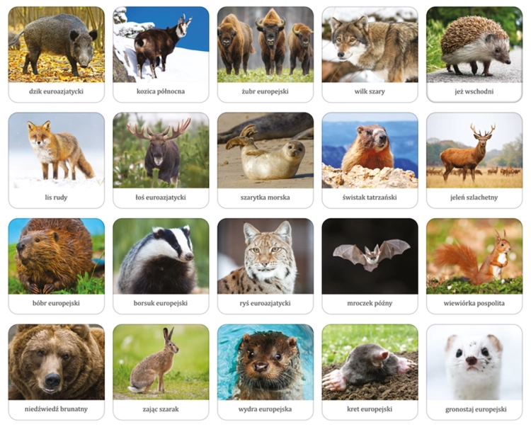 Plansza edukacyjna z ilustracjami 20 ssaków Polski z podpisami, gra memory Adamigo