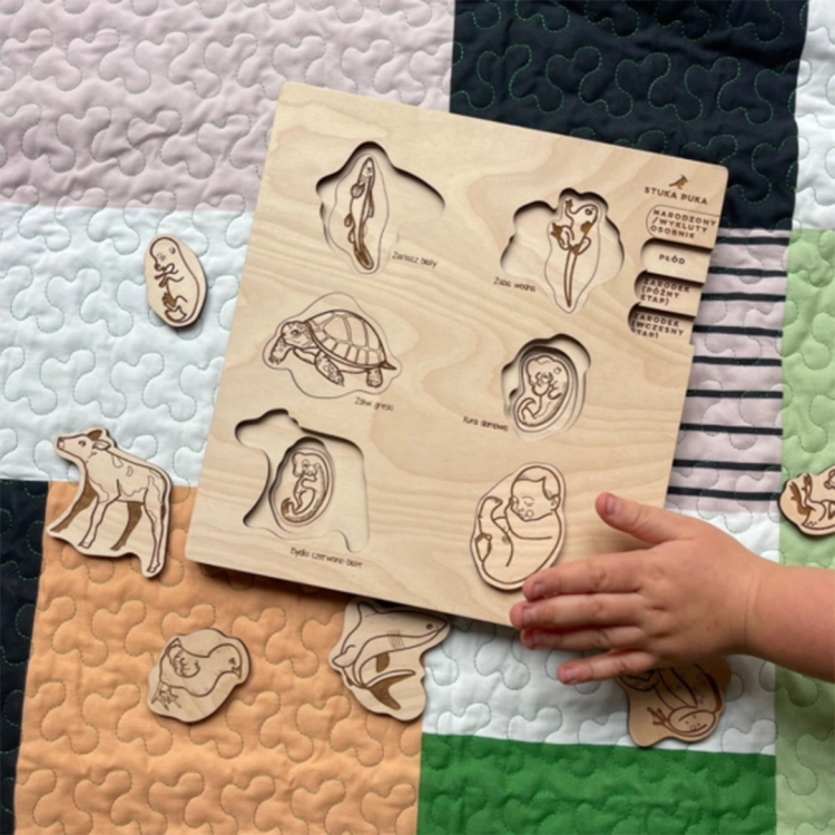 Dziecięca rączka układa drewniane puzzle z etapami rozwoju zarodkowego na kolorowej narzucie.