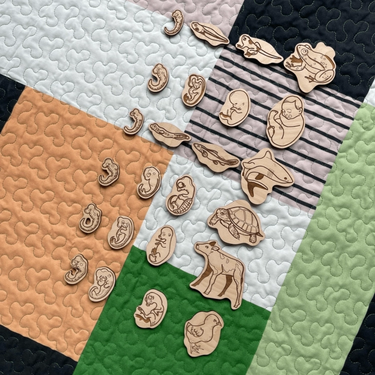 Rozsypane elementy drewnianych puzzli edukacyjnych prezentujące stadia rozwoju różnych organizmów.