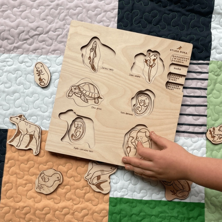 Małe dziecko bawi się drewnianymi puzzlami ukazującymi rozwój zarodkowy człowieka i zwierząt.