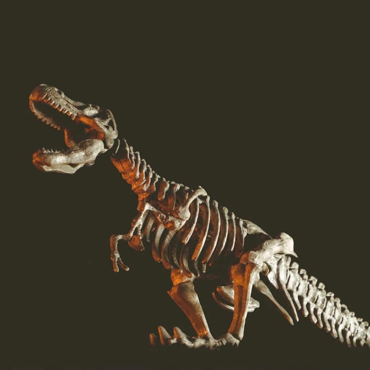 Gotowy model szkieletu T-Rexa z zestawu edukacyjnego Lisciani