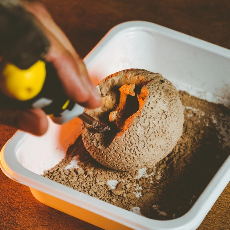 Wydobywanie kości z jaja dinozaura – eksperyment z zestawu Lisciani