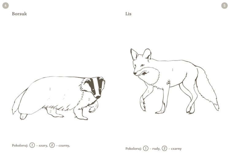 Strony z kolorowanki edukacyjnej "Leśne zwierzęta" Multico 3+ przedstawiające kontury borsuka i lisa z instrukcjami kolorowania.