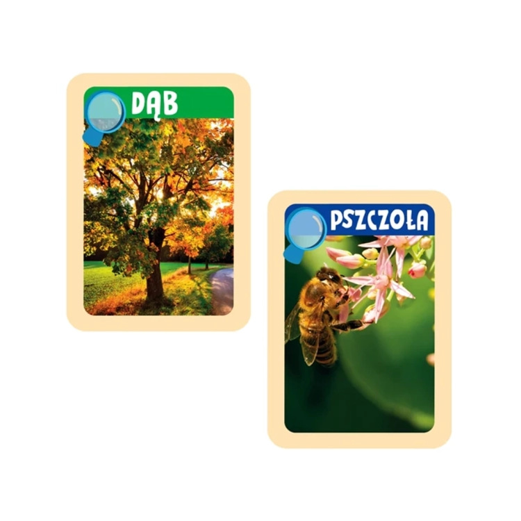 Karty Odkrywcy Natury Clementoni, zbliżenie na karty Dąb i Pszczoła.