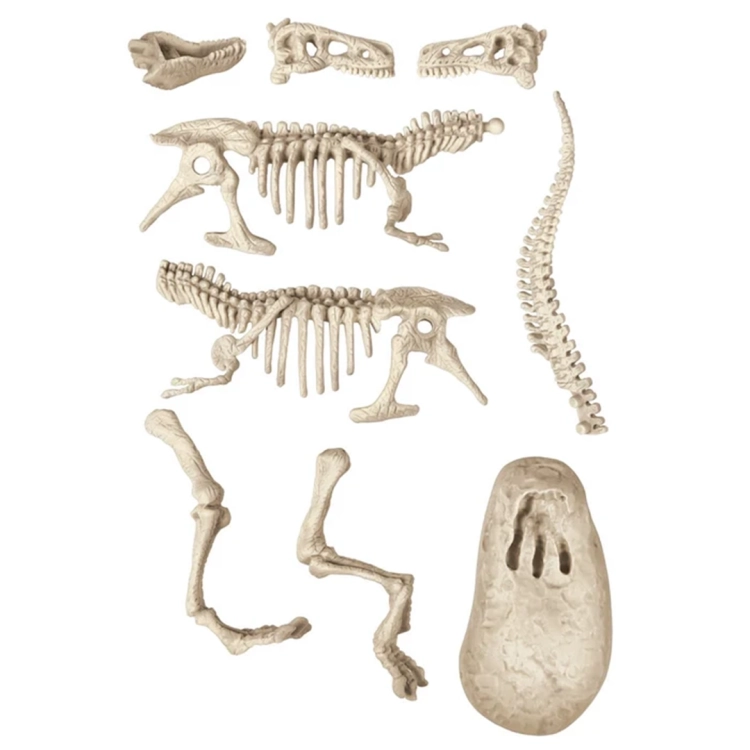 Rozłożone części szkieletu T-Rexa przed montażem, obejmujące czaszkę, kręgosłup, łapy oraz odcisk stopy.