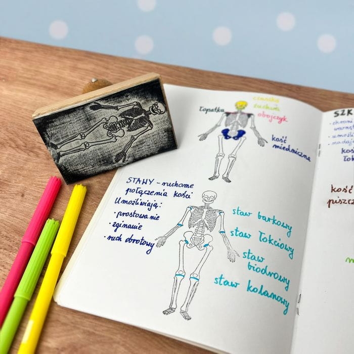 STEMPEL SZKIELET CZŁOWIEKA PRZÓD