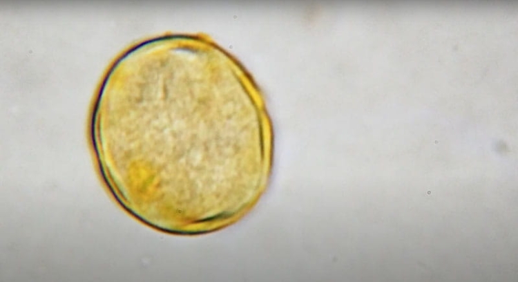 K9992 Mikroskop odkrywcy kosmos (4).jpg