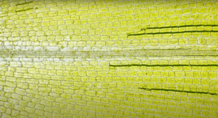 K9992 Mikroskop odkrywcy kosmos (5).jpg