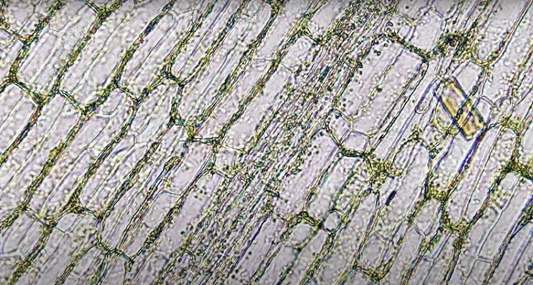 K9992 Mikroskop odkrywcy kosmos (8).jpg