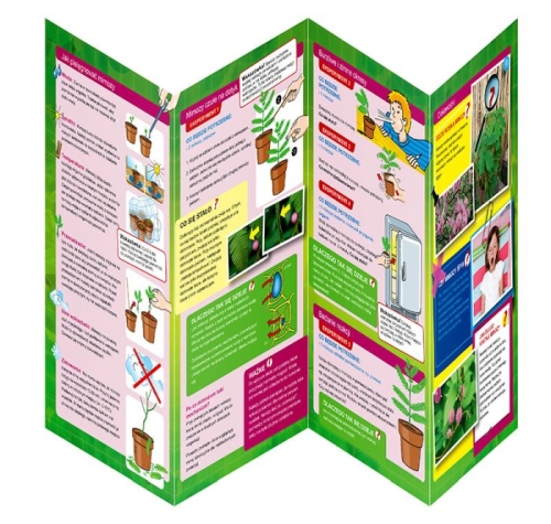 K2033 mimozowy ogród kosmos (1).jpg