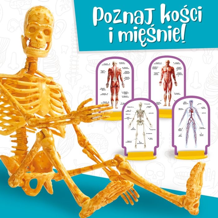 Lisciani poznaj ciało człowieka (3).jpg