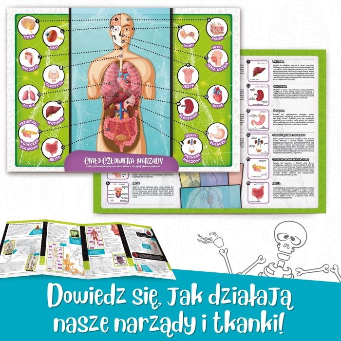 Lisciani poznaj ciało człowieka (4).jpg